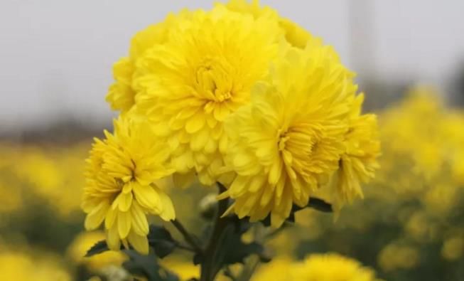 千畝云臺冰菊盛開，誠邀您蒞臨免費參觀！