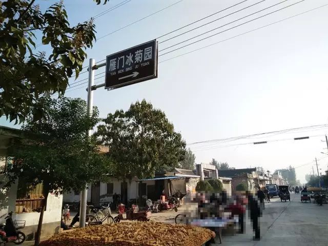 如何找到云臺冰菊？怎樣找到云臺冰菊？